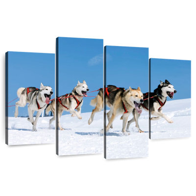Brampt Husky Sled Dogs