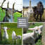 Clôture de vache enduite de calibre 14 de 36 po de calibre 14 Farm Farm