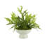 Mountain Fern and Moss Arrangement