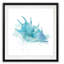 " Coastal Wash Shell "-790578142