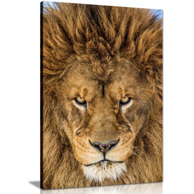 Serious Staring Lion Close Up - Wrapped Canvas Art Prints