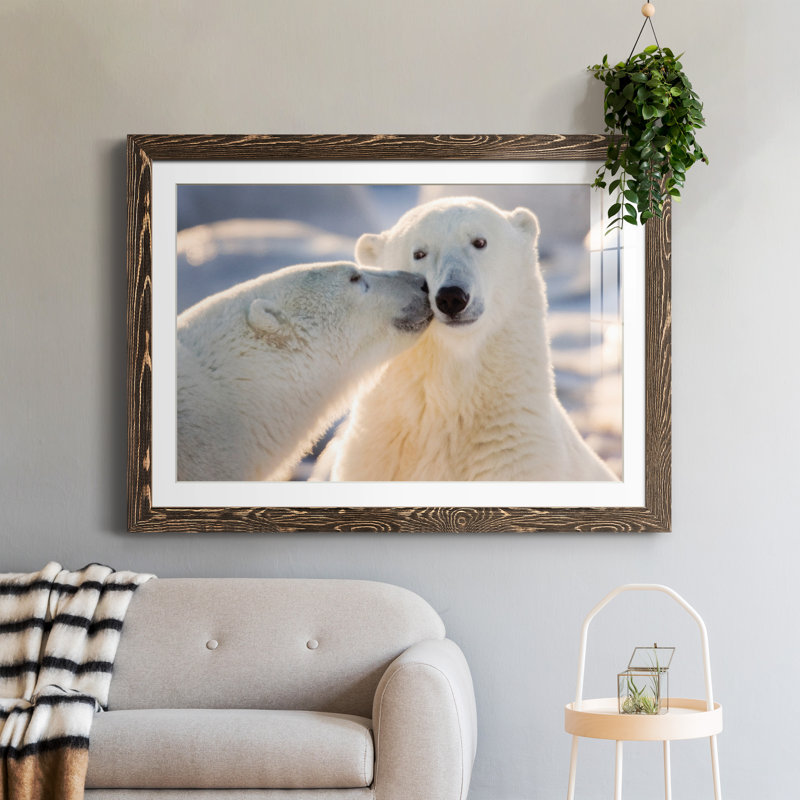 Baiser d'ours polaire - photographie avec cadre photo, Papier avec cadre noyer, H 31 po x l 44 po x P 1 po