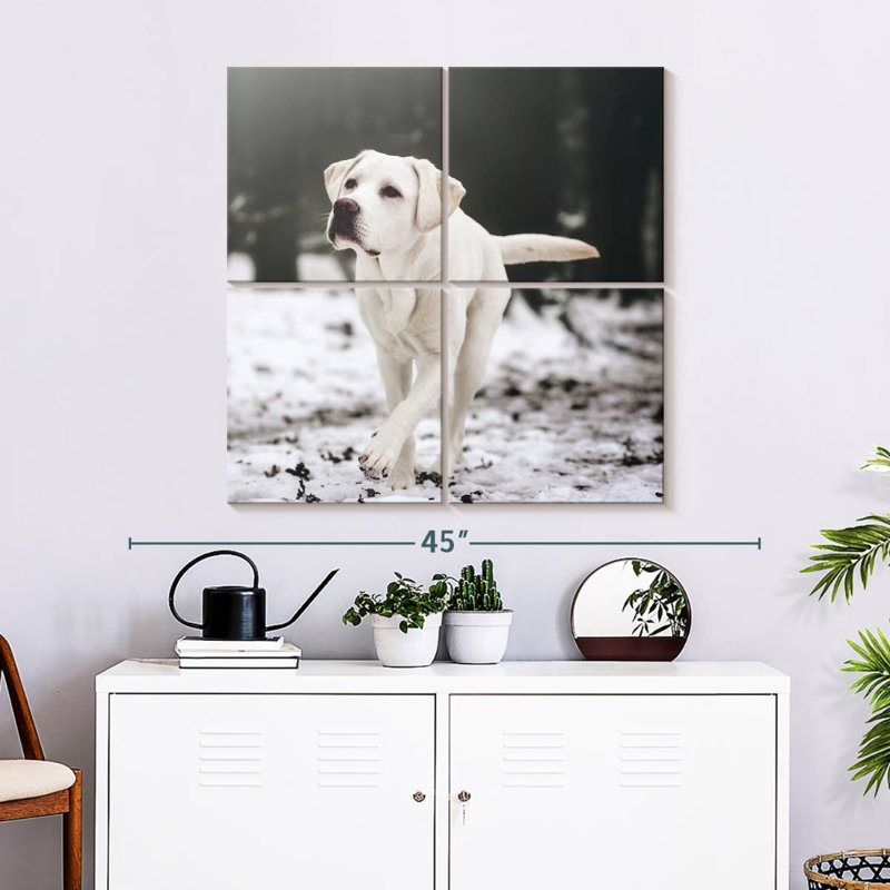 Brampt Labrador Retriever, H 57 po x l 57 po