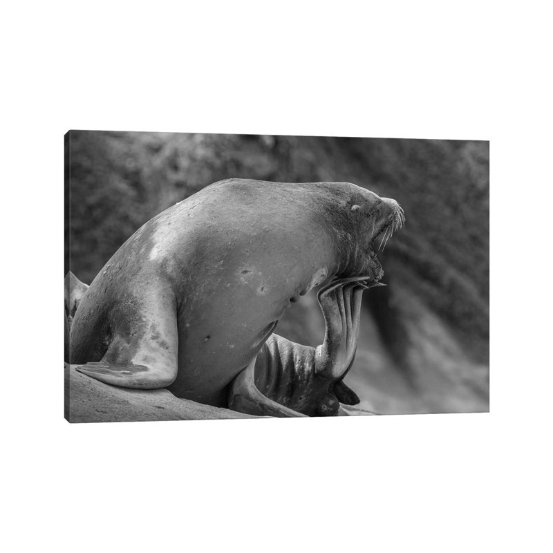 California Sea Lion scratching itself, La Jolla, California 1 Piece Wrapped Canvas Wall Art, 45.72 cm H x 66.04 cm W