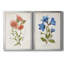 «Botanical I», ensemble de 2 reproductions d'art-272082551-272082544-271774482