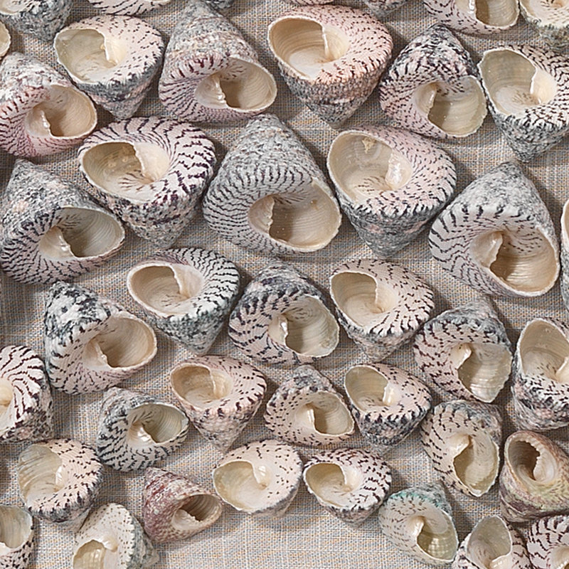 Bora Bora, art mural encadré en coquille d'escargot taupe