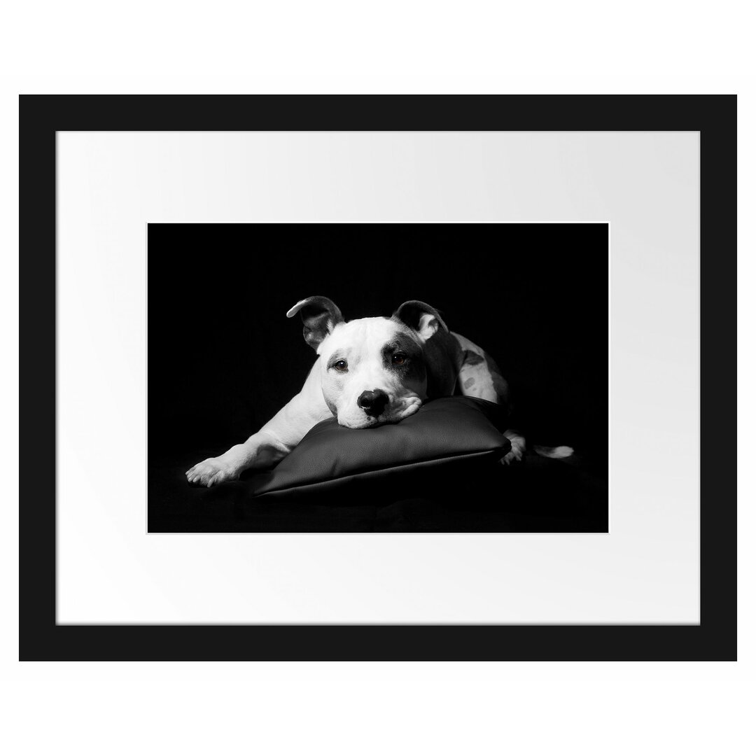 Gerahmtes Poster American Staffordshire auf Kissen