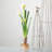 Paperwhite Arrangement