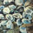 Oyster Shells Framed Matted Print | Brown Aquatic Decor