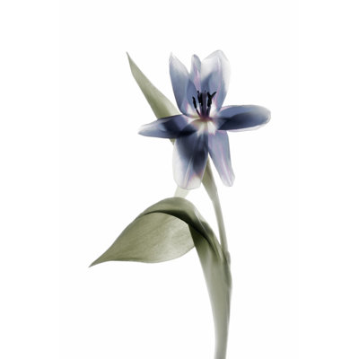 Xray Tulip VII - Wrapped Canvas Painting