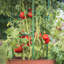 Support pour plantes Eastman