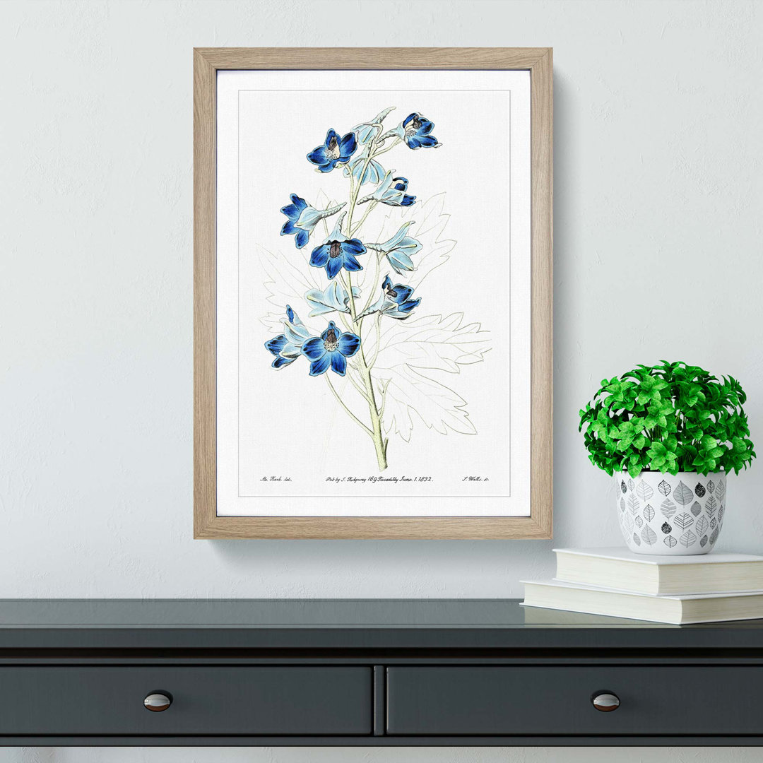 Blue Larkspur Flowers - Framed Print