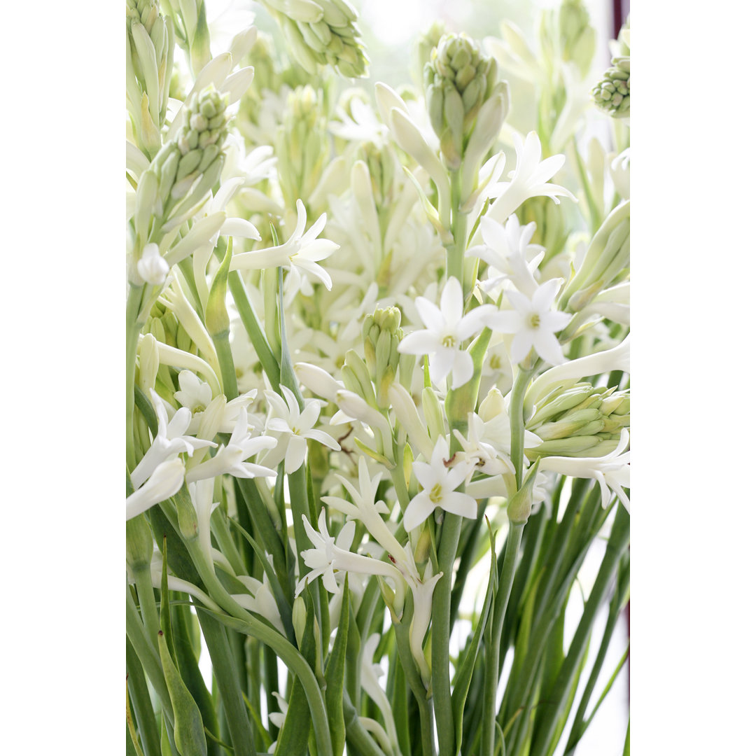 Weiße Tuberose Blumen von Stieglitz - Kunstdrucke auf Leinwand