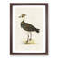 Northern Lapwing Bird by Von Wright - Picture Frame Painting Print-55724797-55724800