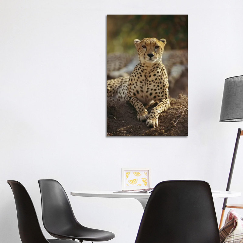 Cheetah, Masai Mara, Kenya by Gerry Ellis - Wrapped Canvas Print, 101.6 cm H x 66.04 cm W x 1.91 cm D