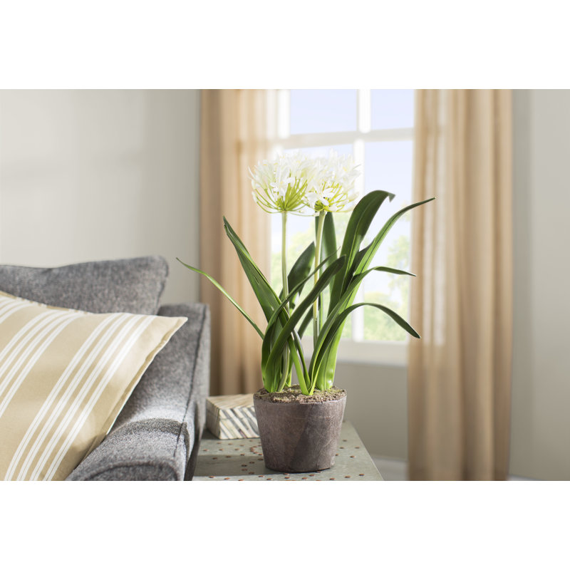 Conservatory Agapanthus Drop in Plant, 23" H x 5" W x 5" D