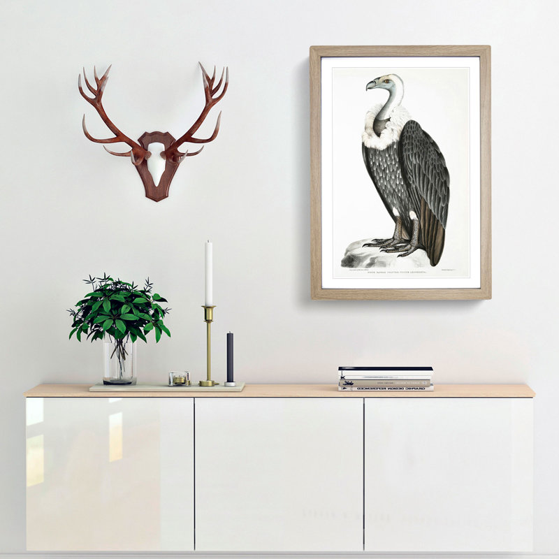 White-Backed Vulture by John Edward Gray - Framed Print, 50cm H x 35cm W x 2cm D, Oak