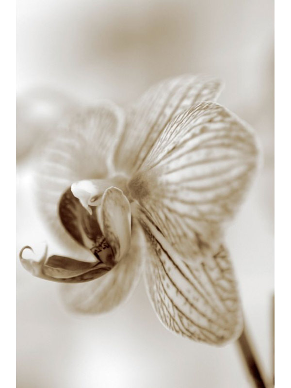 Sépia floral par Chelsea Art Studio - Impression sur toile, Couche de verre, H 36 po x l 24 po x 1,5 po