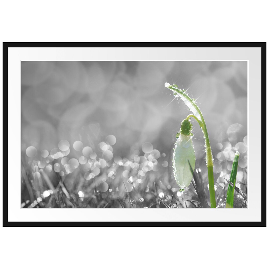 Gerahmter Fotodruck Snowdrops in Morning Dew