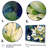 " Green Blue Lotus Reflections "-817984881-817984880