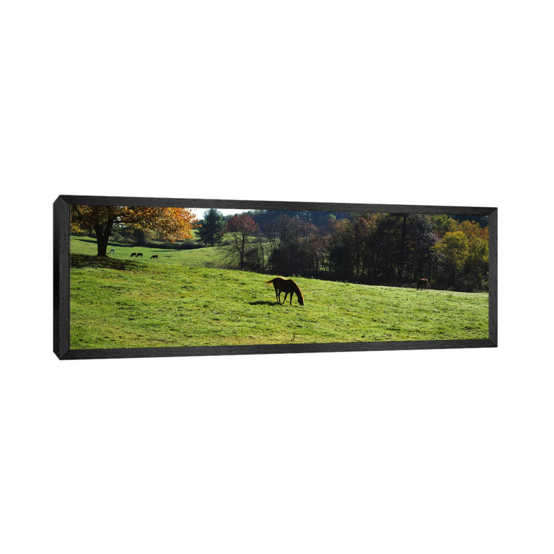 Horses grazing in a field, Kent County, Michigan, USA 1 Piece Panoramic Wall Art on Canvas, 121.92 cm H x 40.64 cm W