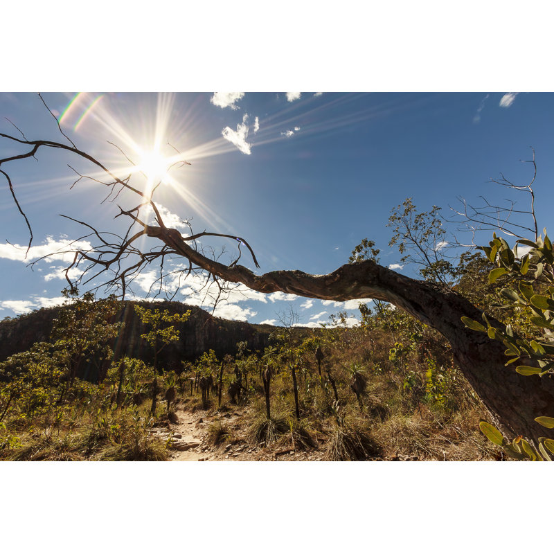Dry tree 838934288, 61cm H x 91cm W