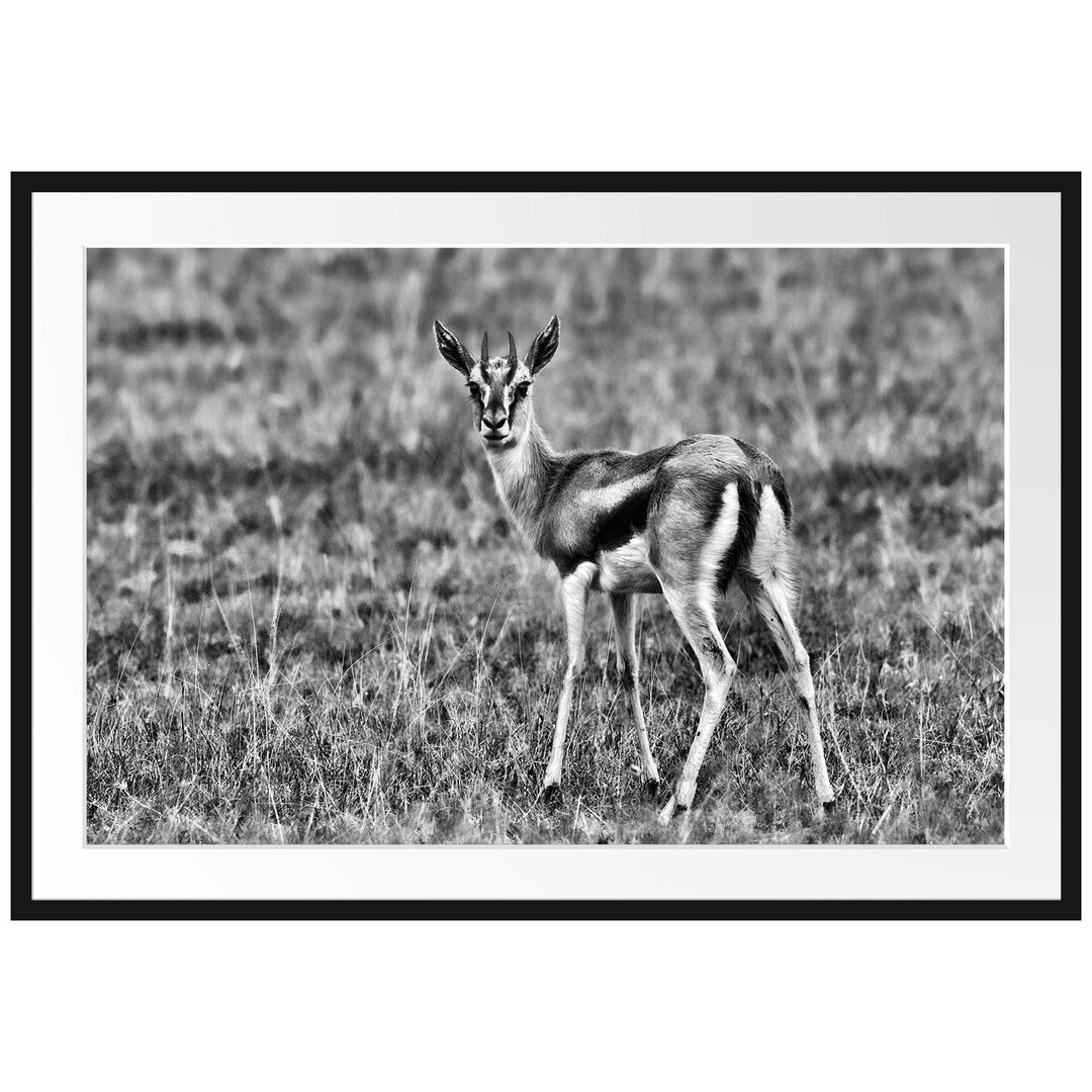 Gerahmtes Poster Prächtige Gazelle auf Wiese