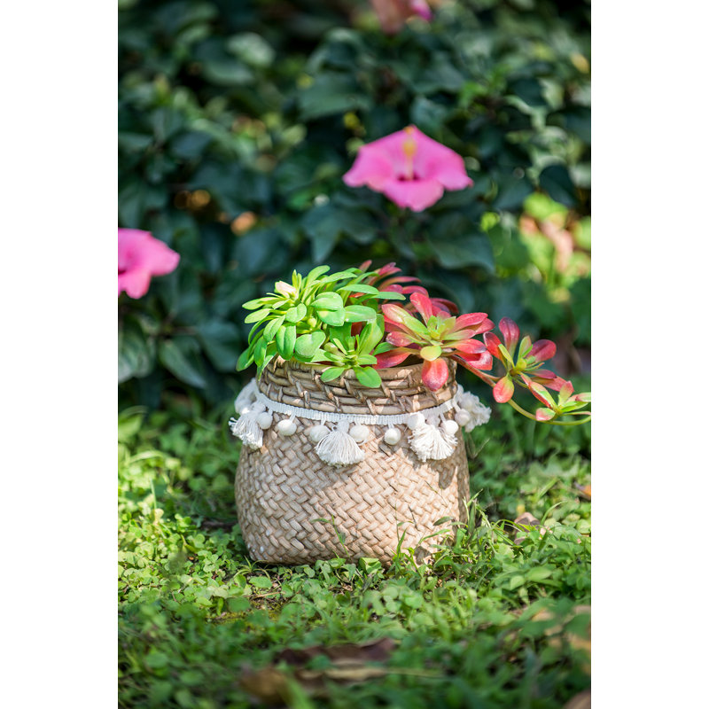 Susette Cachepot, 6.1" H x 6.5" W x 6.5" D