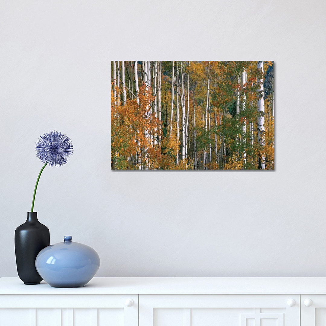 Quaking Aspen Trees In Fall Colours, Lost Lake, Gunnison National Forest, Colorado by Tim Fitzharris - Wrapped Canvas Print