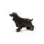 Cocker Spaniel