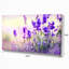 Mauve champ de lavande - impression sur toile tendue-18437059