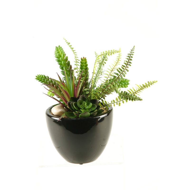 Plante grasse, aloès et Echeveria en pot