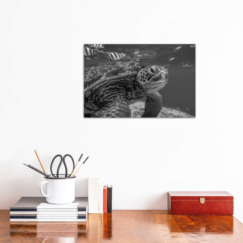 Green Sea Turtle, Balicasag Island, Philippines by Tim Fitzharris - Wrapped Canvas Print, 30.48 cm H x 45.72 cm W