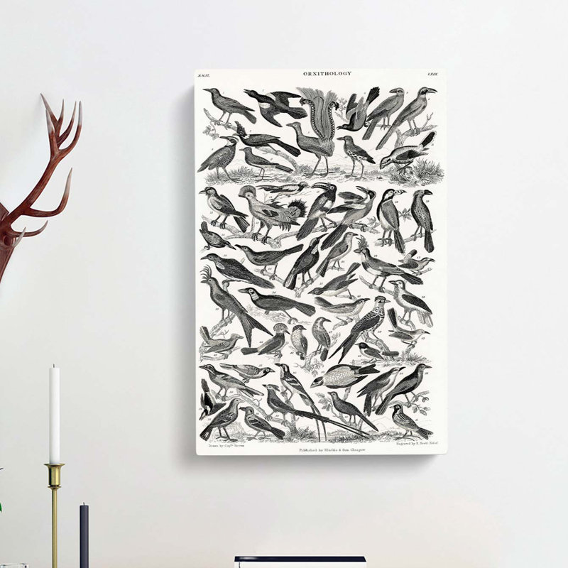 Ornithology The Study Of Birds LXXIX by Oliver Goldsmith - Wrapped Canvas Print, 60cm H x 40cm W x 3cm D