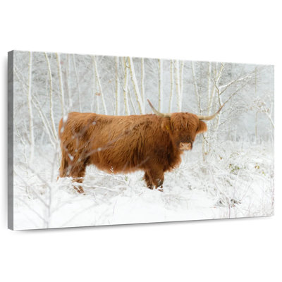 Brampt Winter Highland Cow