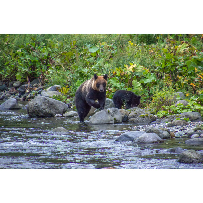 Shiretoko Is a Wildlife Paradise 1 Piece Wrapped Canvas Wall Art, 51cm H x 76cm W x 3.8cm D