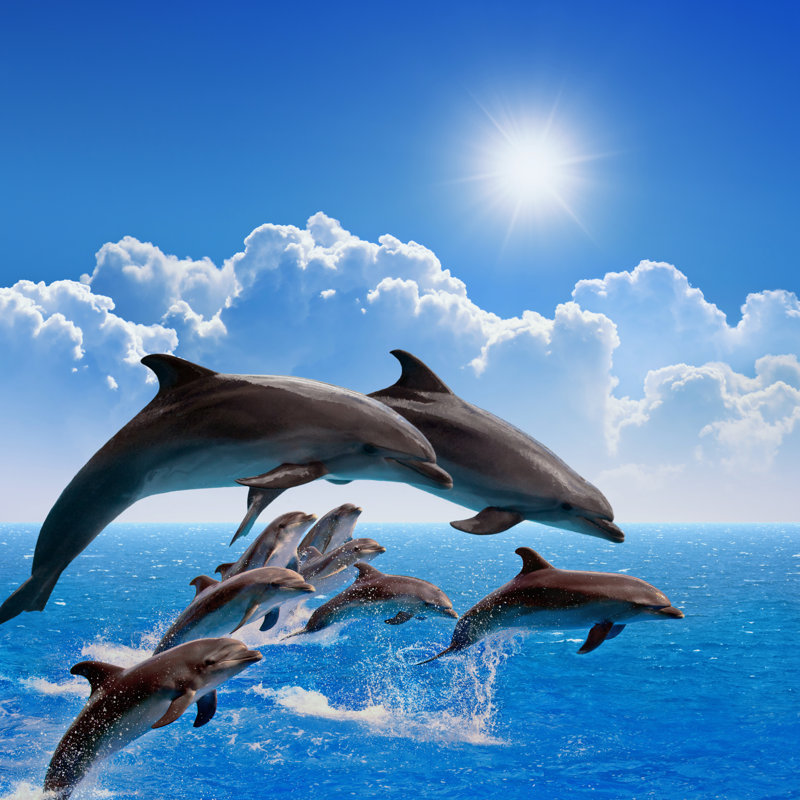 " Jumping Dolphins " by Ig0Rzh, 20" W x 20" H