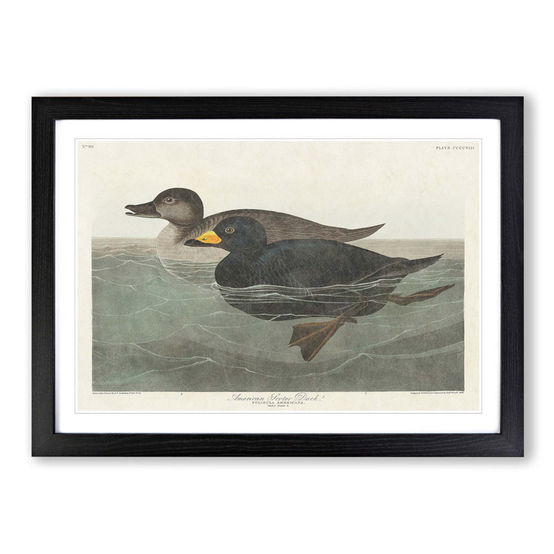 American Scooter Duck by John Audubon - Single Picture Frame Painting, Black Framed, 24cm H x 33cm W x 2cm D