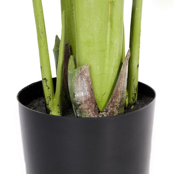 120cm Plant