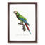 Great Military Macaw Parrot by F. Levaillant - Picture Frame Painting Print-55575409-55575410