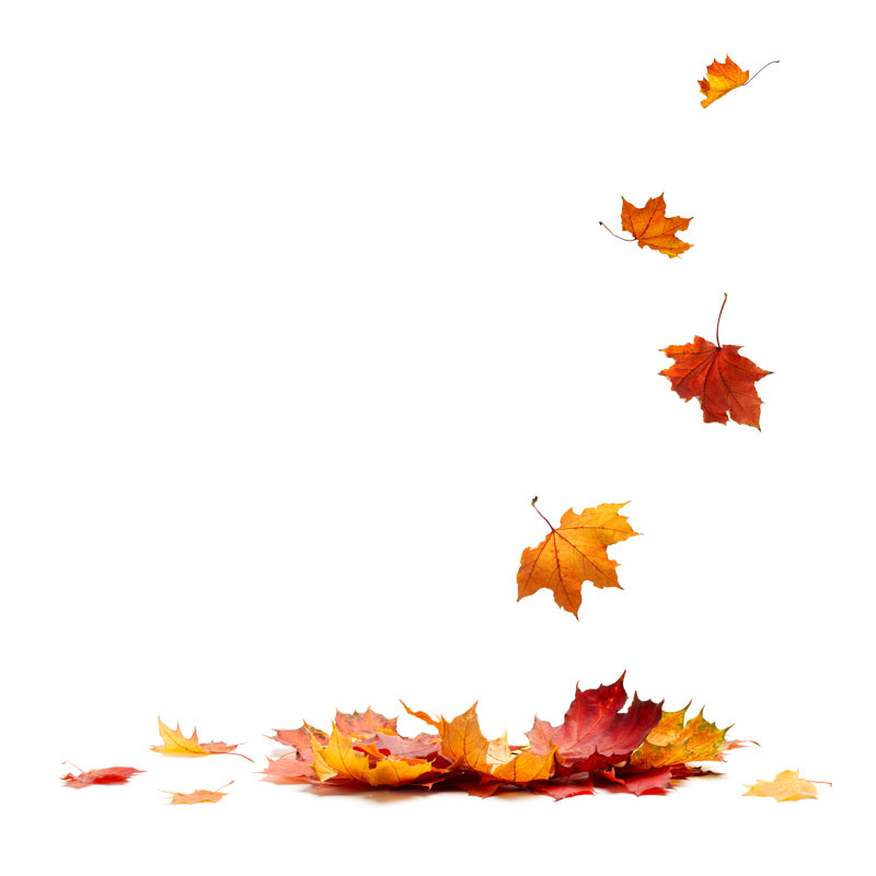 Isolated Autumn Leaves by Matveev_Aleksandr - Wrapped Canvas Print, 122cm H x 122cm W