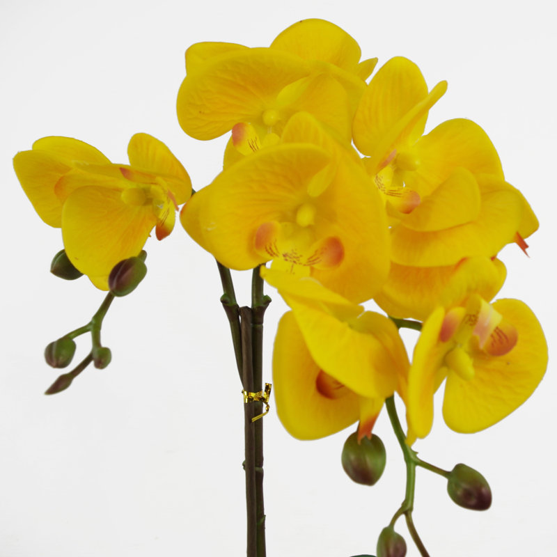 Anneus 48cm Plant