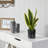 Sansevieria Artificial Plant-819046652-819046653