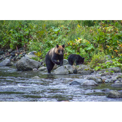 Shiretoko Is A Wildlife Paradise - Photographie sur toile tendue
