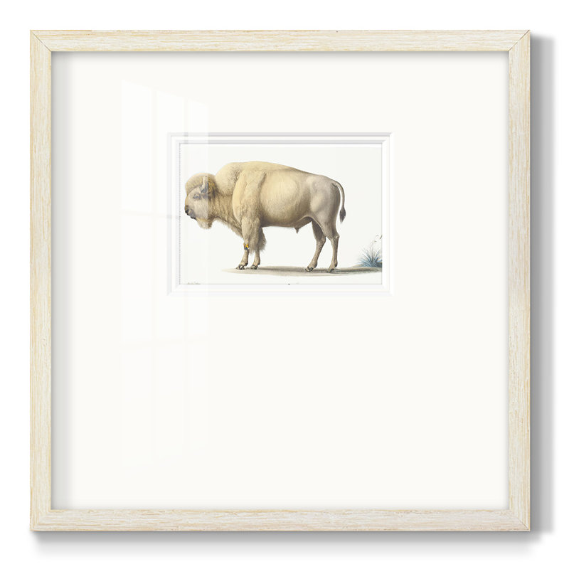 " White Buffalo ", 17" H x 17" W x 1.25" D