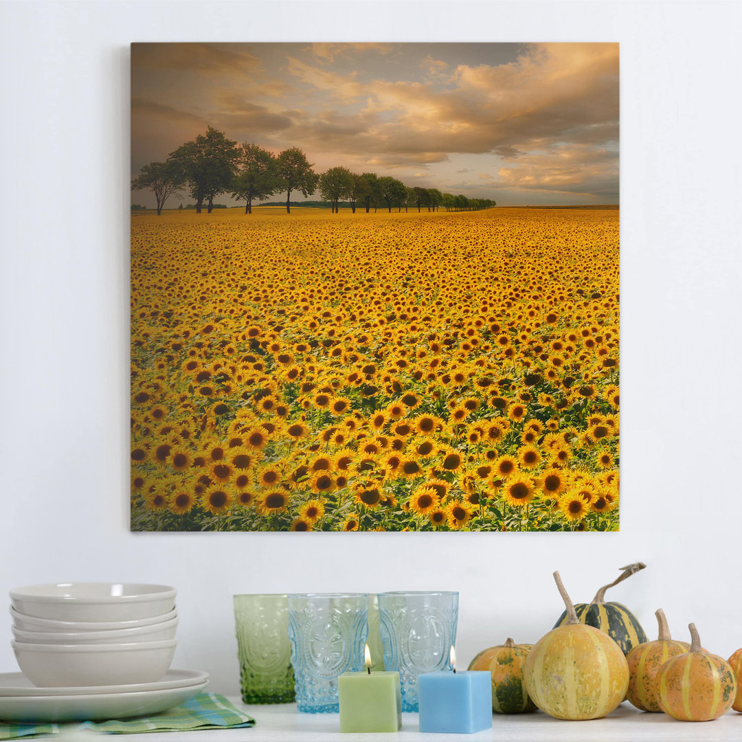 Leinwandbild Feld mit Sonnenblumen