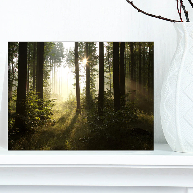 «Early Morning Sun in Misty Forest», reproduction de photo sur toile, H 8 po x l 12 po x P 1 po, Toile tendue