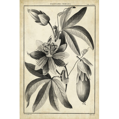 Passiflora III by Sellier - Wrapped Canvas Print