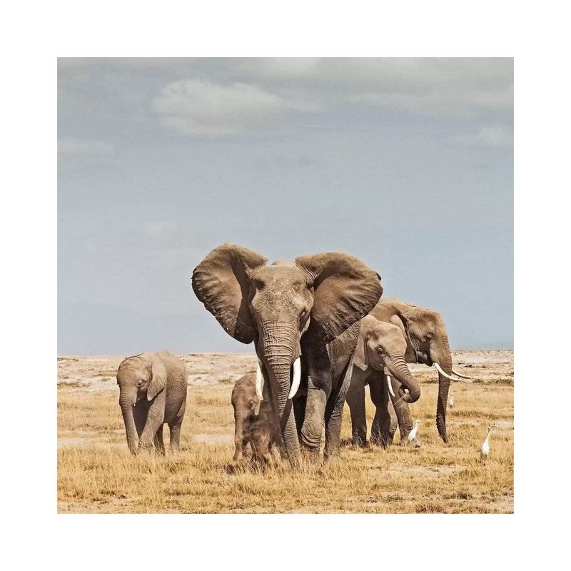 Colour Elephant Herd by Klaus Tiedge - Print on Canvas, Wrapped Canvas, 66.04 cm H x 66.04 cm W x 1.91 cm D