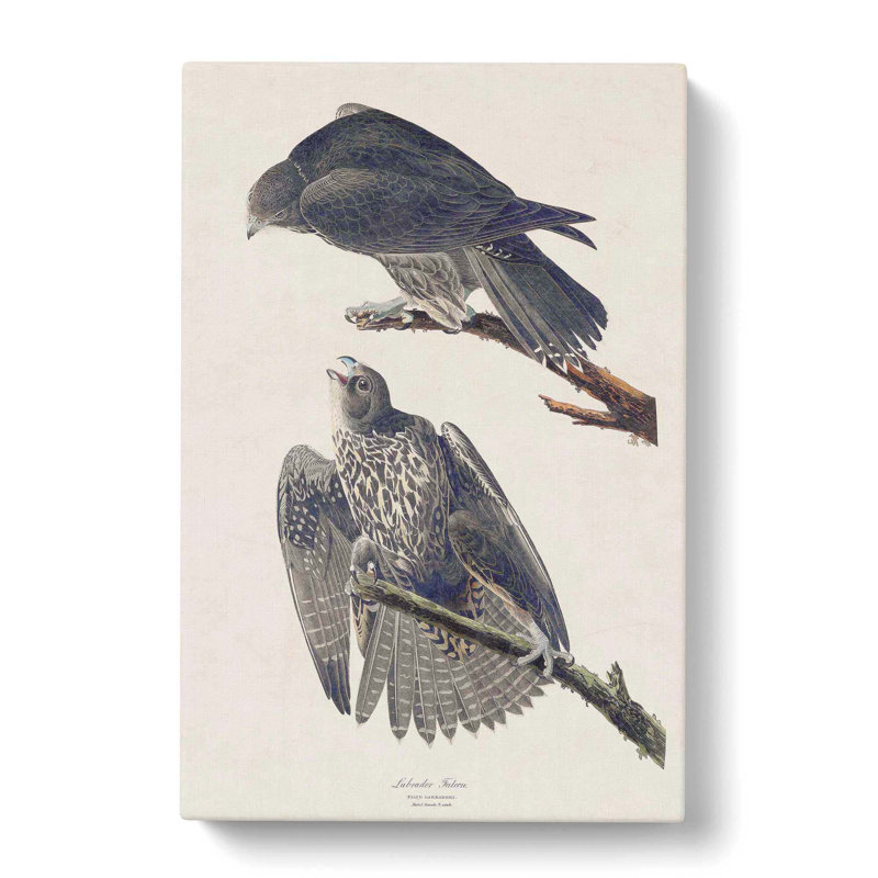 Labrador Falcons - Wrapped Canvas Print, 50cm H x 35cm W x 3cm D